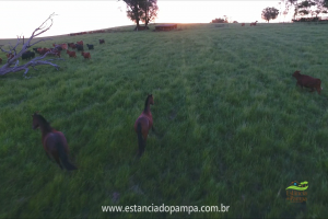 Fazenda Reconquista - Cachoeira do Sul.00_04_02_07.Quadro040_7c6efb9286fe784f19bb04000779bdb2fc7f84b4.png